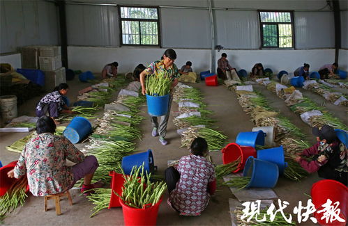 撬动超10亿的大产业 涟水打造华东最大设施化芦笋种植基地